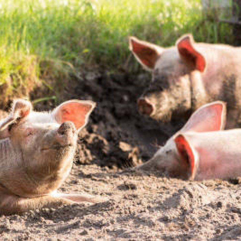 Massentierhaltung vs. ökologische Landwirtschaft